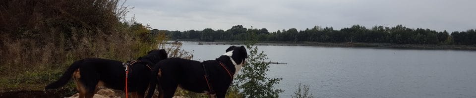 Hunde, die auf den See blicken