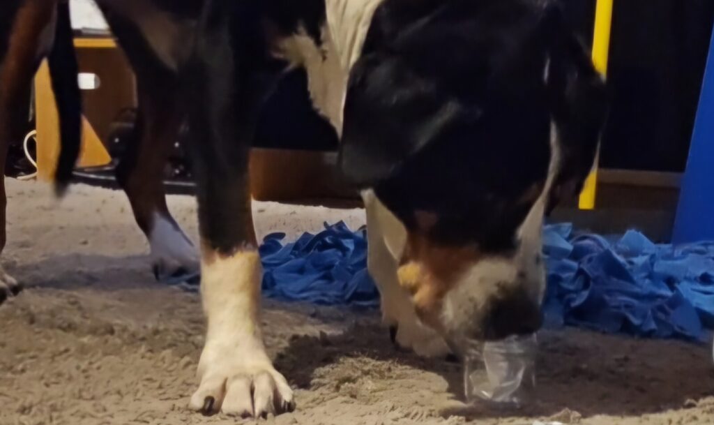 Hund bei der Geldscheinsuche