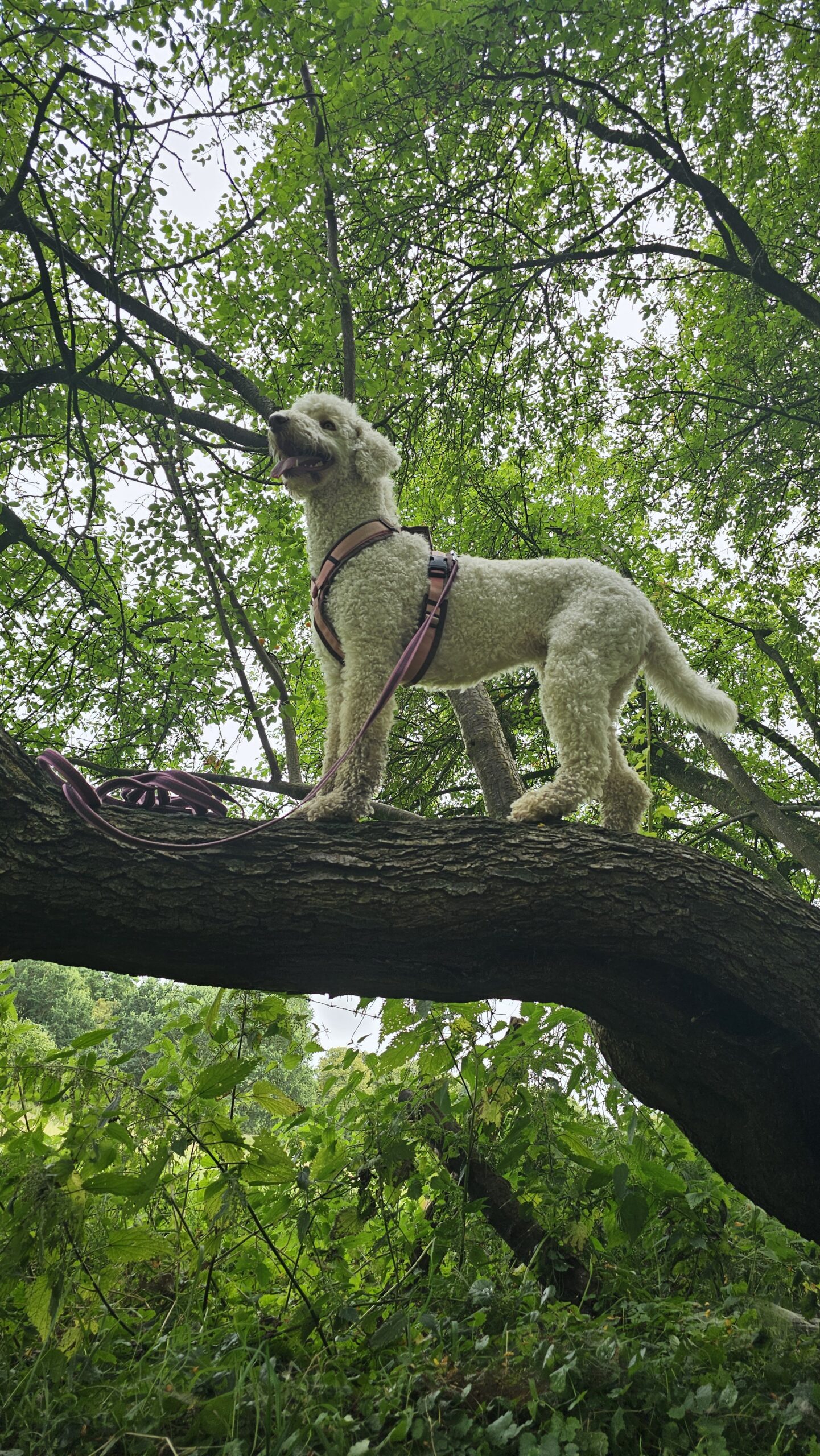 Hund arbeitet im Training mit einem Target