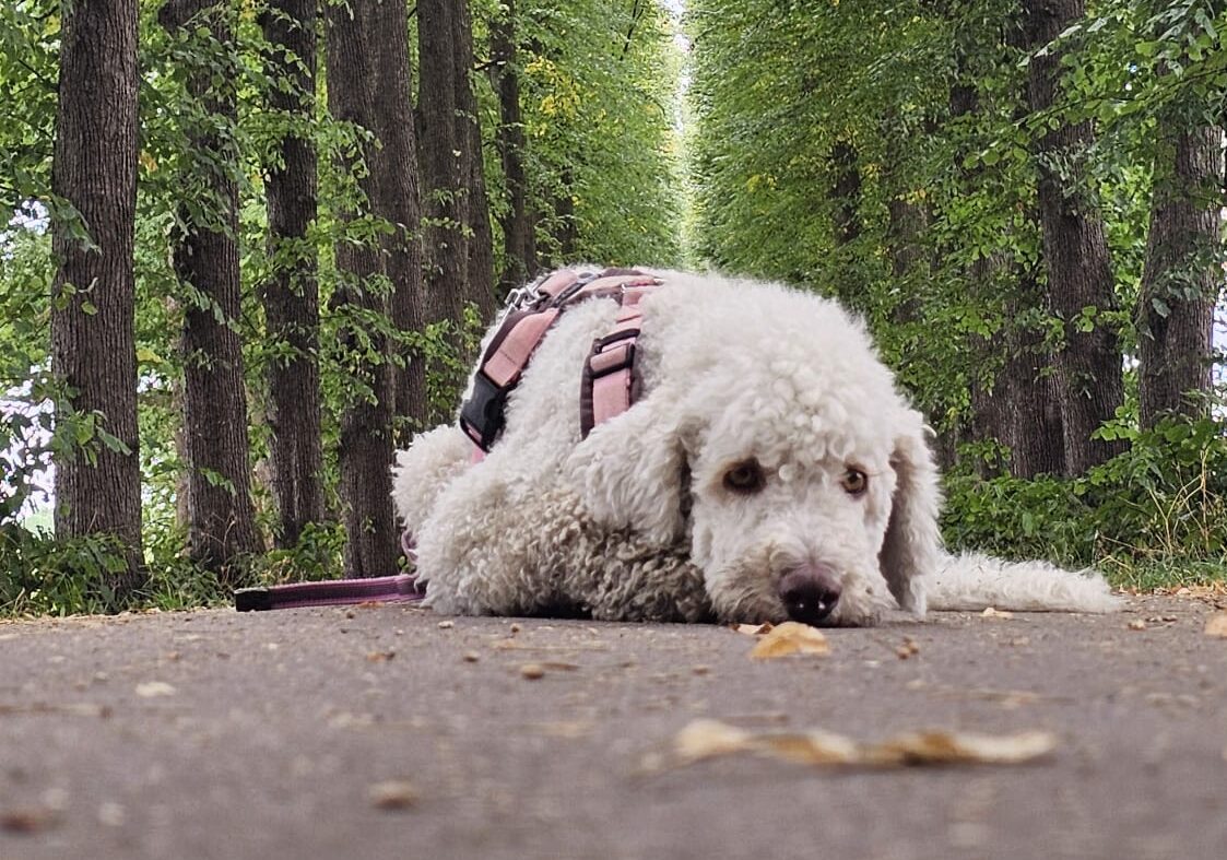 Hund legt den Kopf für eine Fotopose ab